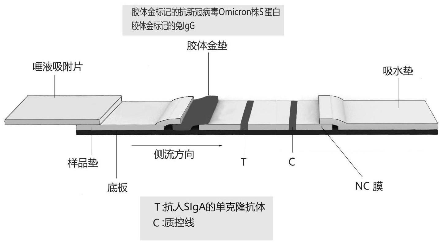 一种口含式唾液抗新型冠状病毒S蛋白分泌型IgA抗体检测试剂盒的制作方法