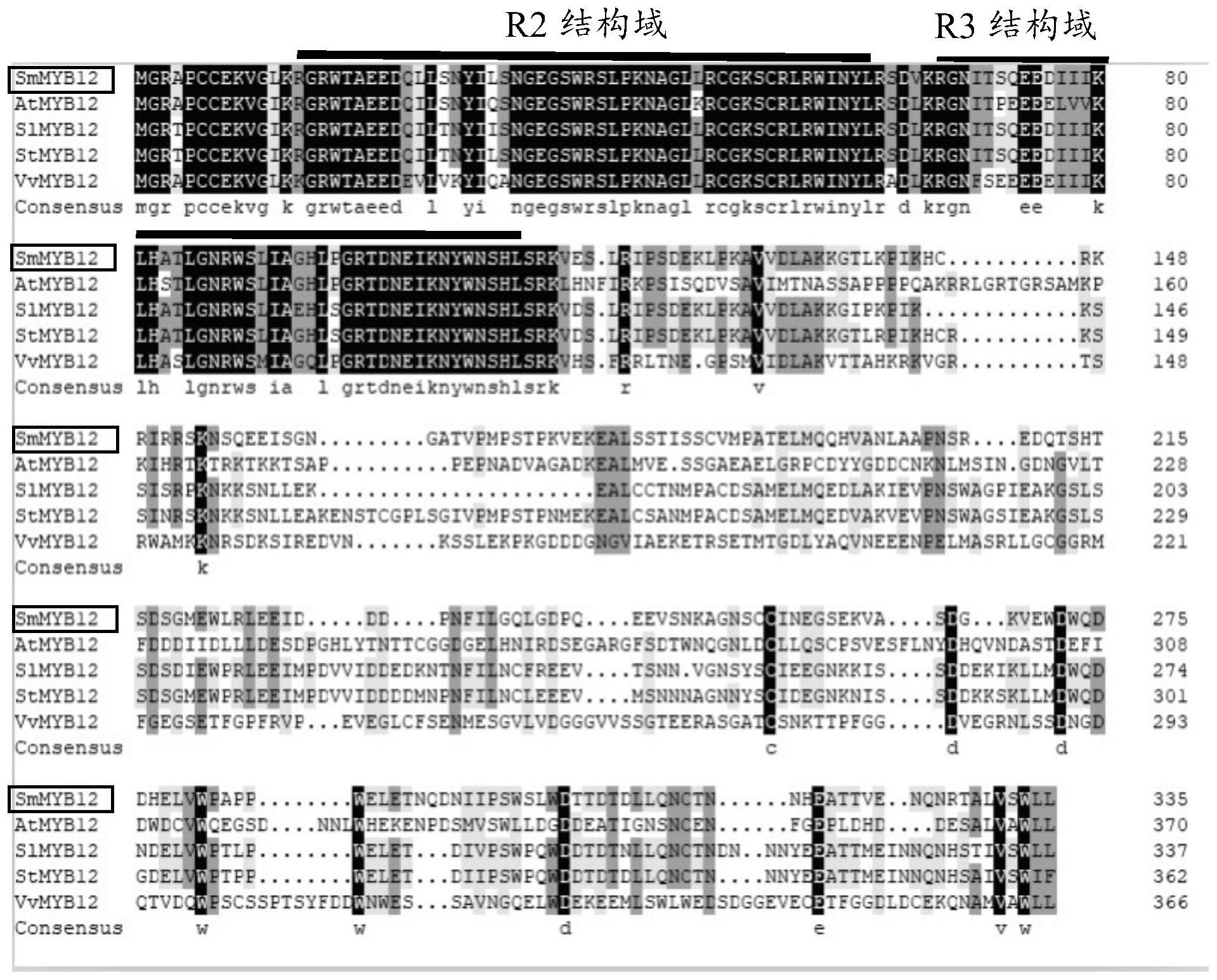 转录因子SmMYB12及其应用和蛋白质