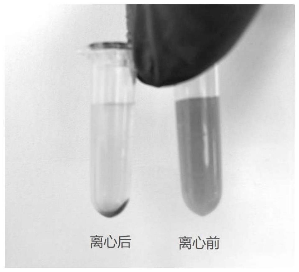 枯草芽孢杆菌、益生菌制剂及其制备方法、测定β-胡萝卜素降解酶液的酶活的方法与流程