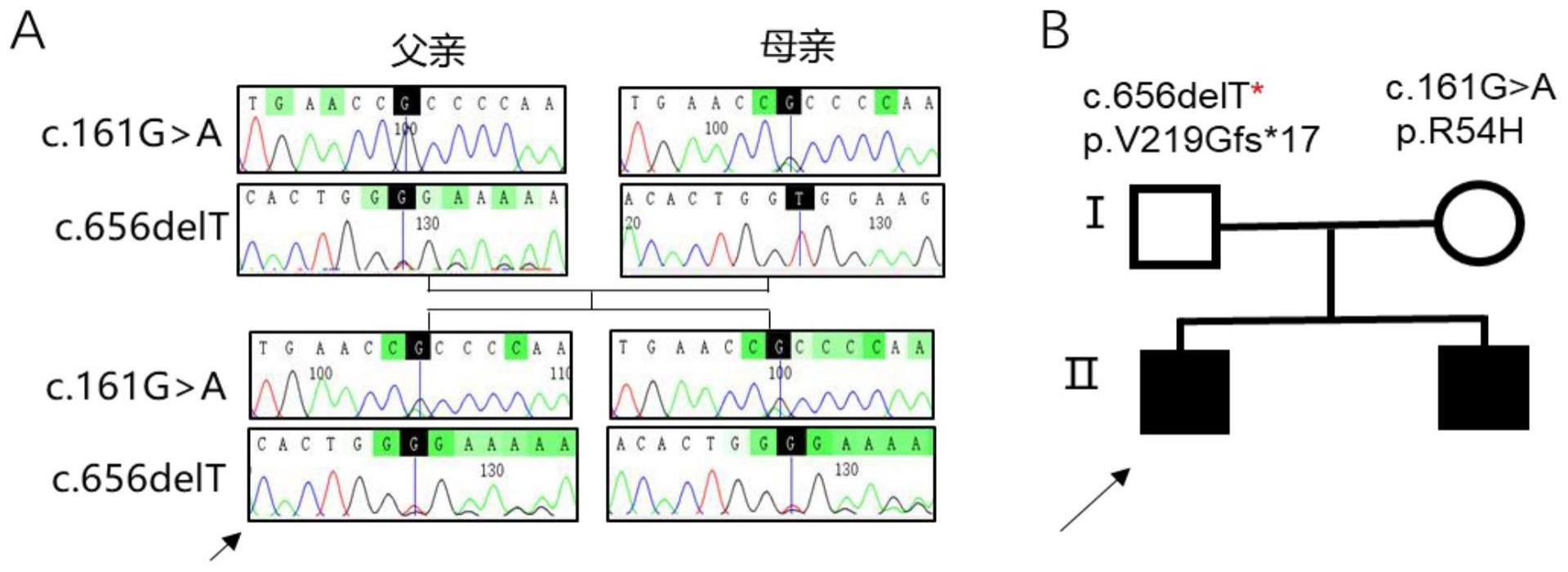 一种线粒体病ECHS1基因突变标志位点及其应用