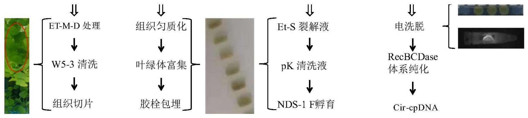 一种基于原位裂解和脉冲凝胶电泳相结合的叶绿体环状基因组的提取方法