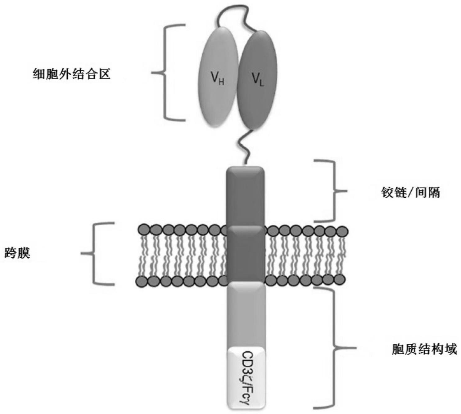 靶向CD19的全人源抗体及其应用的制作方法