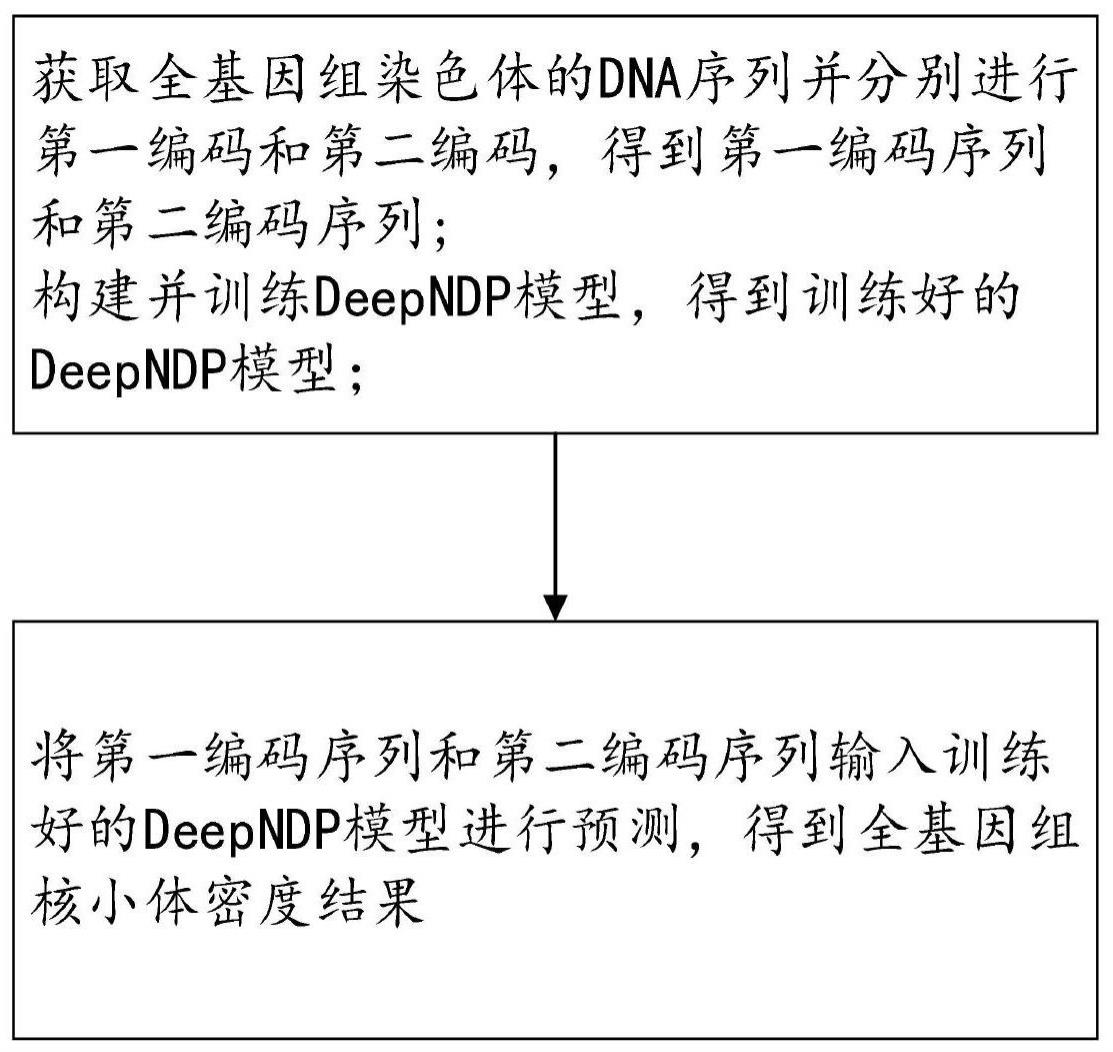 一种全基因组核小体密度预测方法、系统及电子设备