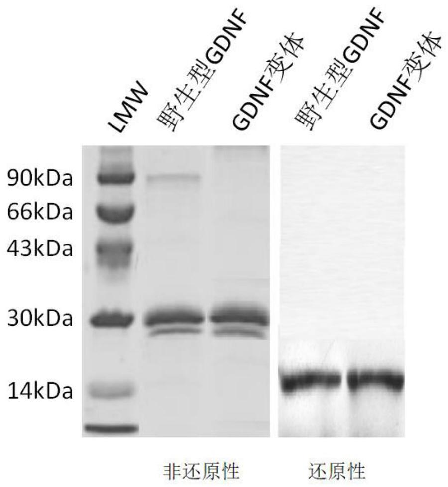 一种GDNF新型变体及其应用的制作方法