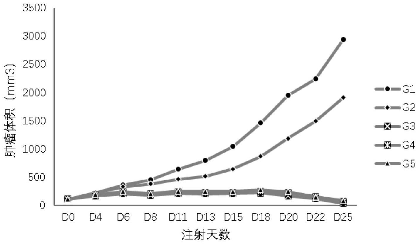 治疗性核酸分子、混合物、药物及在治疗实体瘤中的应用的制作方法