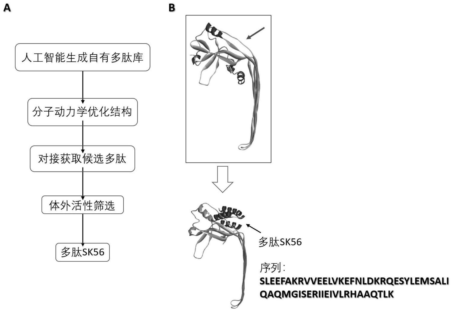 多肽SK56及其在制备预防和/或治疗炎症失调相关疾病的药物中的应用的制作方法