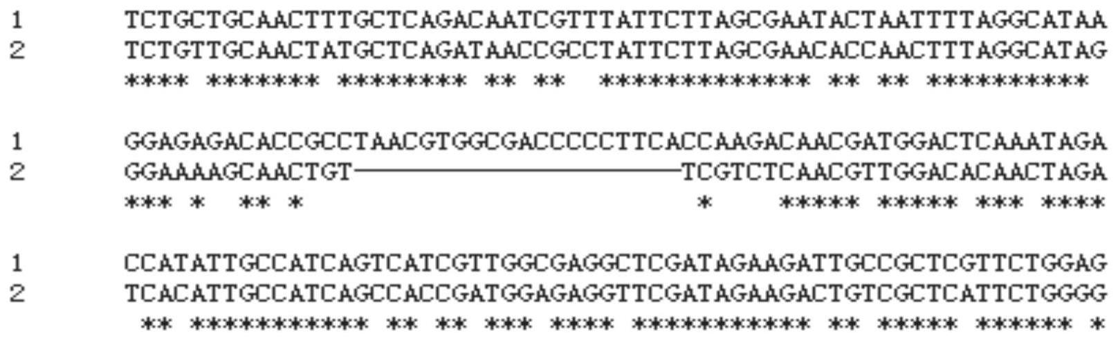 鉴别日本血吸虫和东毕吸虫的分子标志物及应用的制作方法