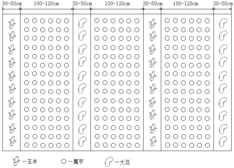 一种魔芋玉米大豆带状复合种植方法与流程
