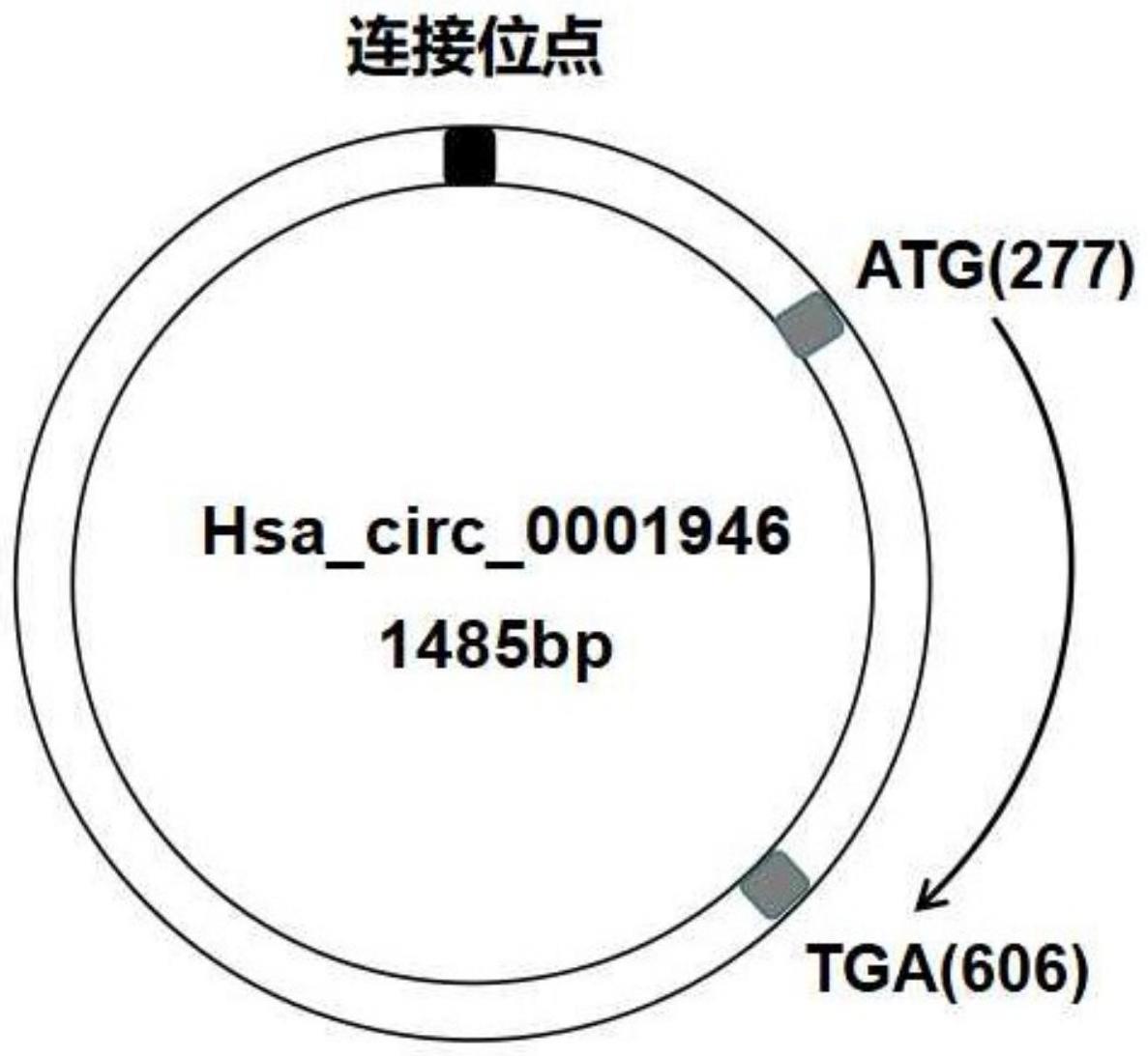 多肽circ1946-109aa作为食管鳞癌预后标志物的应用