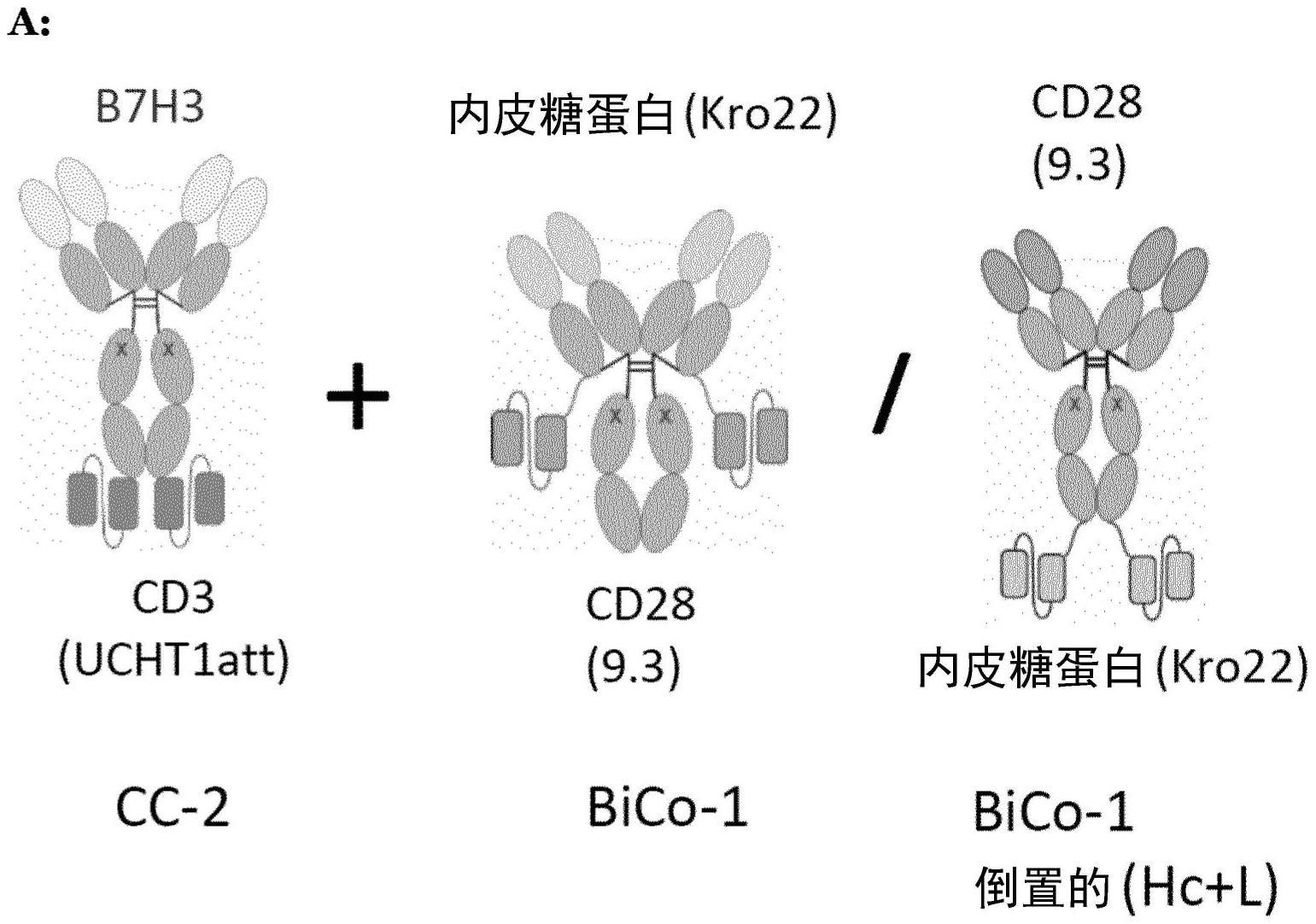 靶细胞限制性、共刺激性、双特异性二价抗CD28抗体的制作方法