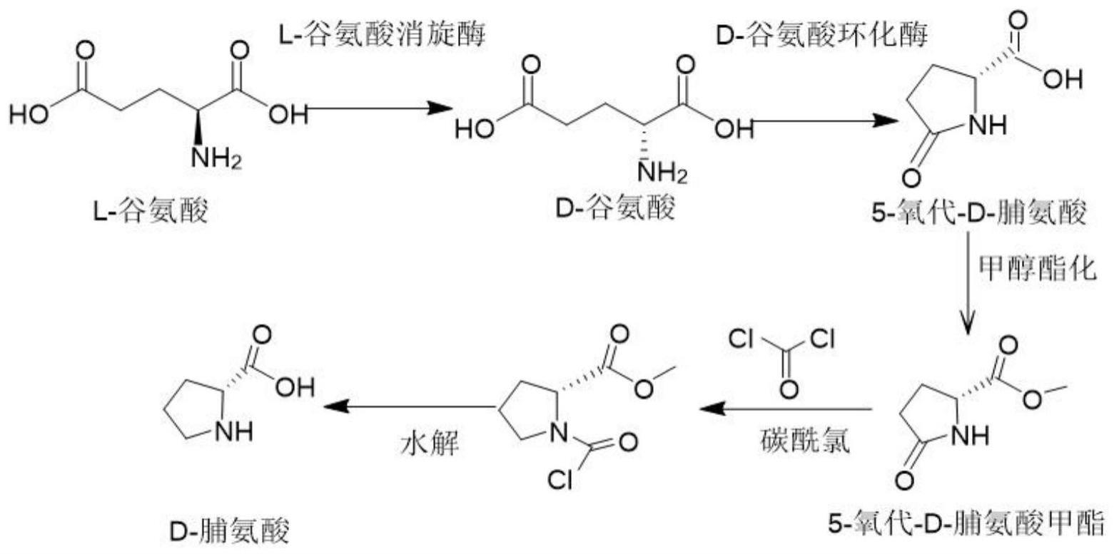 一种生物结合化学法制备D-脯氨酸的方法与流程