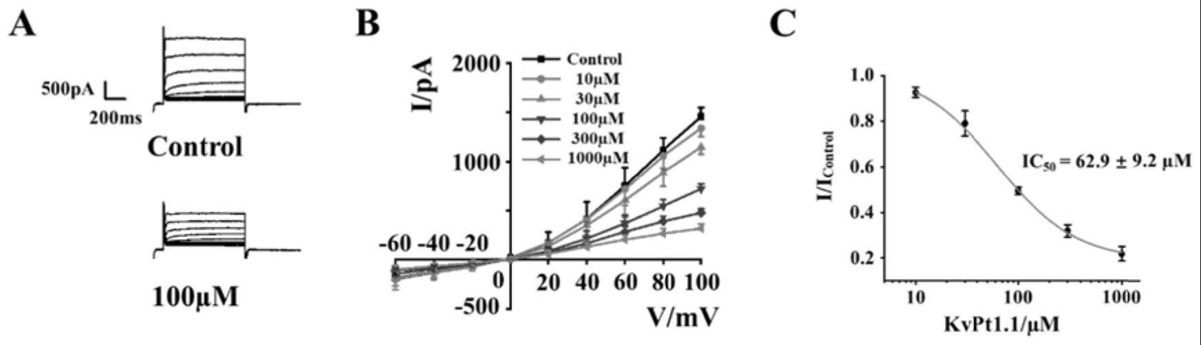 电压门控钾通道Kv10.1结合肽及其应用