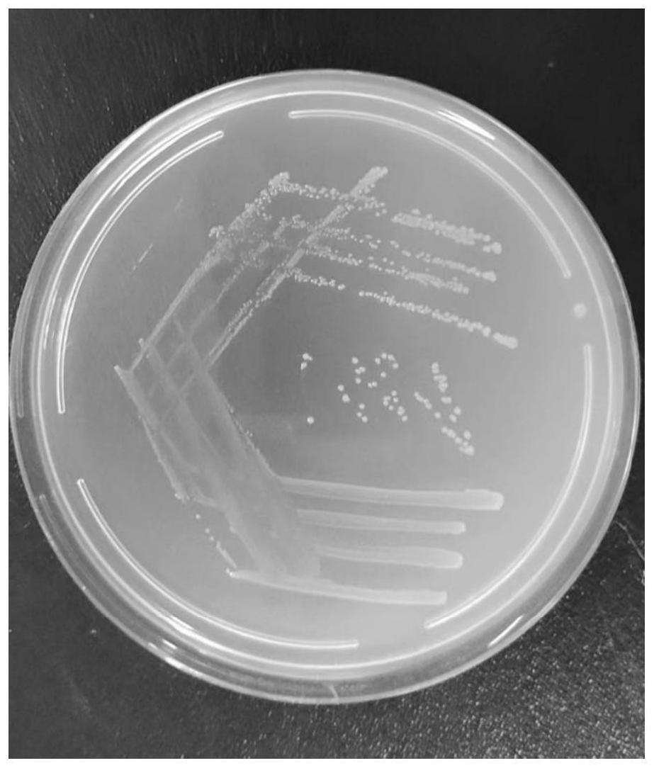 鼻甲海神单胞菌及其应用的制作方法