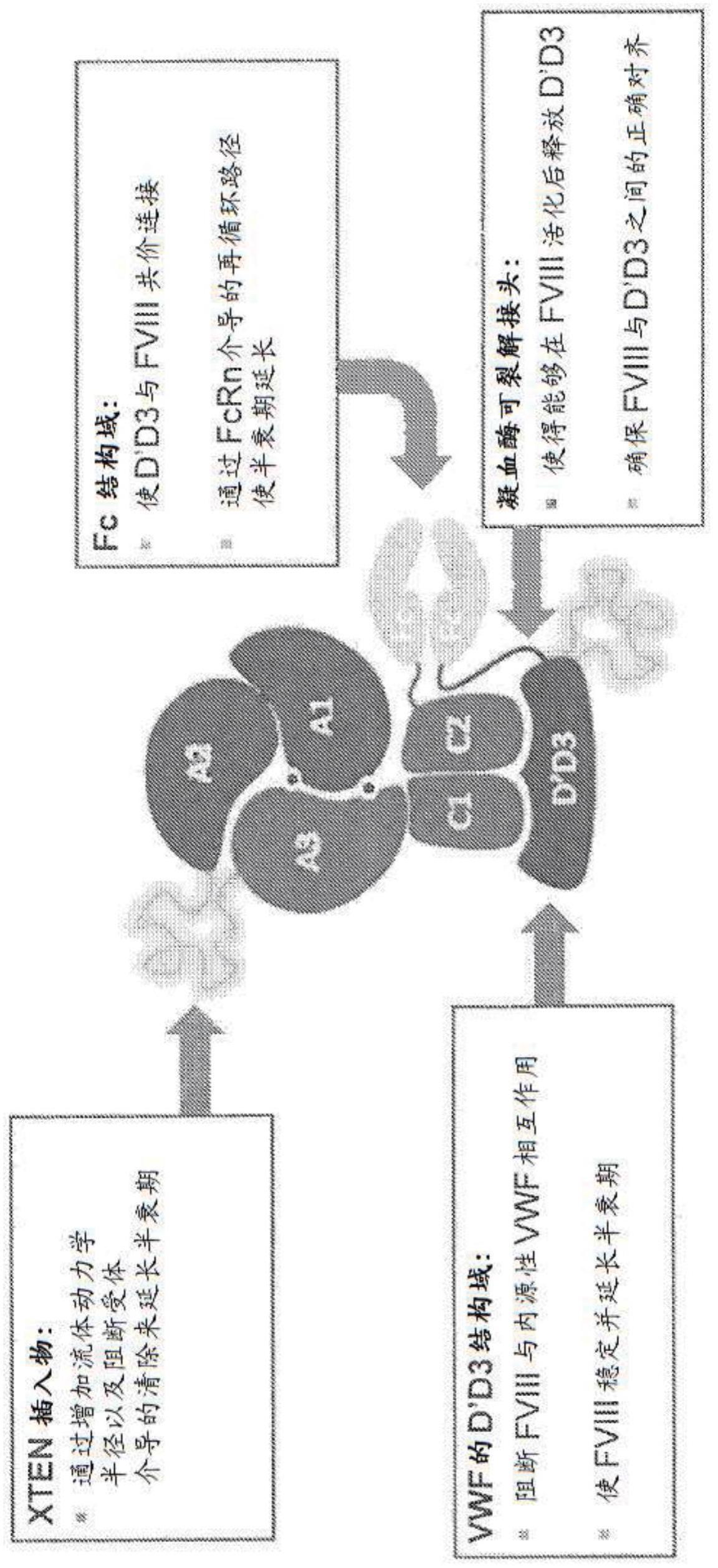 因子VIII嵌合蛋白及其用途的制作方法