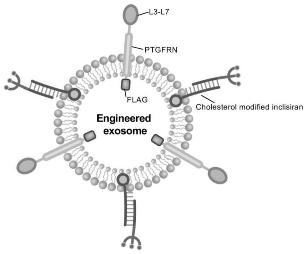一种靶向肝脏拮抗PCSK9并特异性结合LDL-C的工程化外泌体及其构建方法和应用