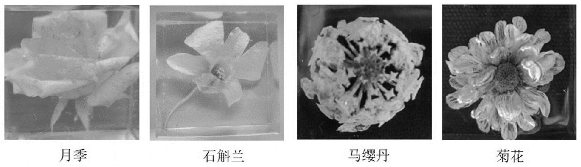 一种基于树脂包埋的白色花卉的固色保形方法