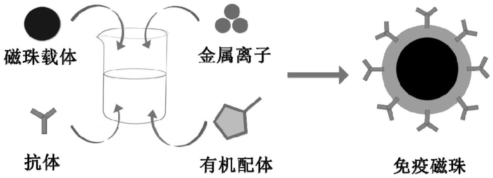 一种用于免疫检测的免疫磁珠、制备及其应用的制作方法