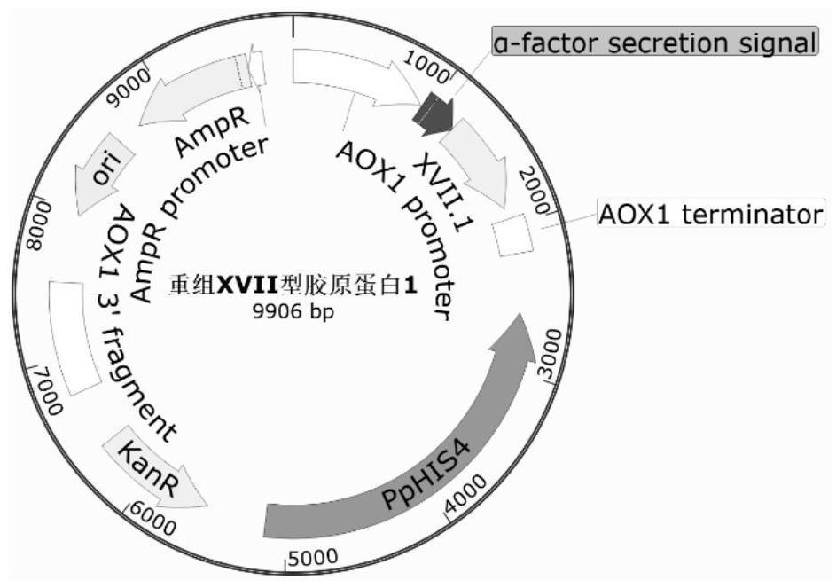 重组XVII型胶原蛋白及其表达菌株的制作方法