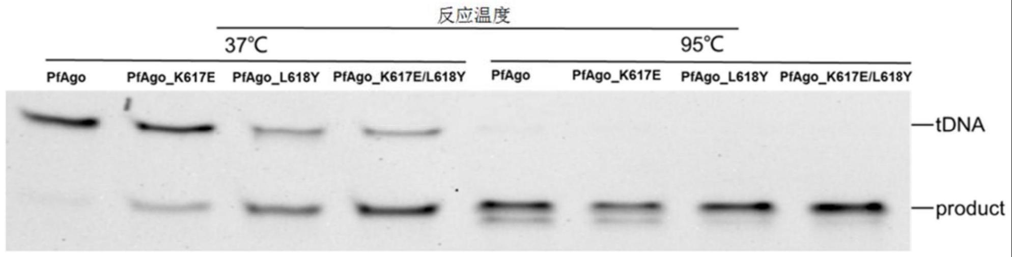 具有中温靶核酸切割活性的PfAgo突变体蛋白及其应用