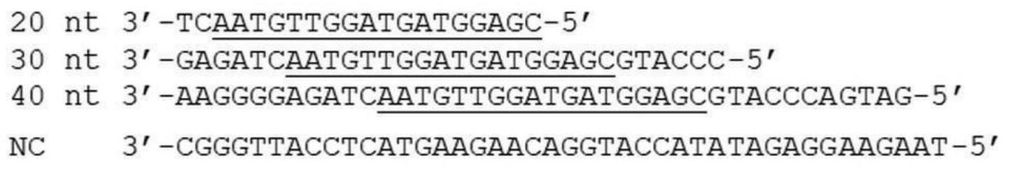 基于新型指导核酸机制的基因功能调控
