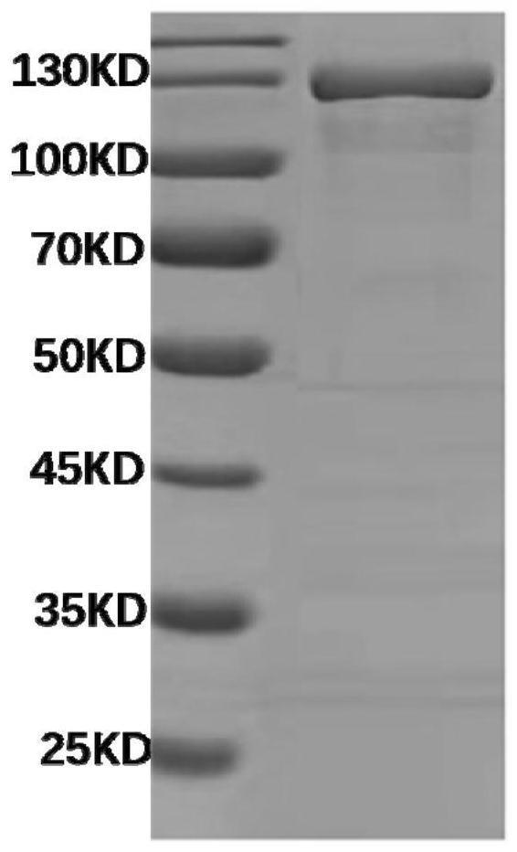 gp96-RBD融合蛋白及其相关生物材料在活化长效浆细胞中的应用