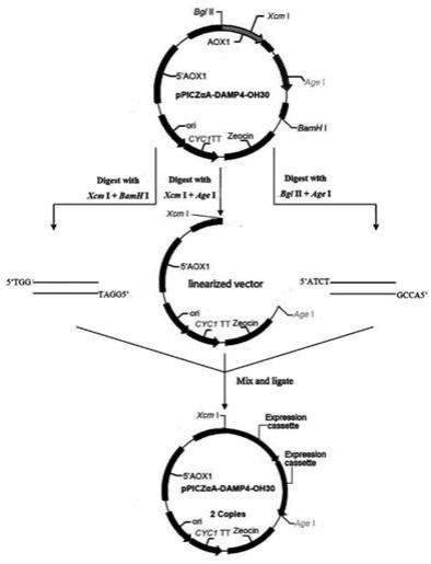 基于两拷贝基因筛选高表达眼镜王蛇联合肽DAMP4-OH30重组菌株的方法与流程