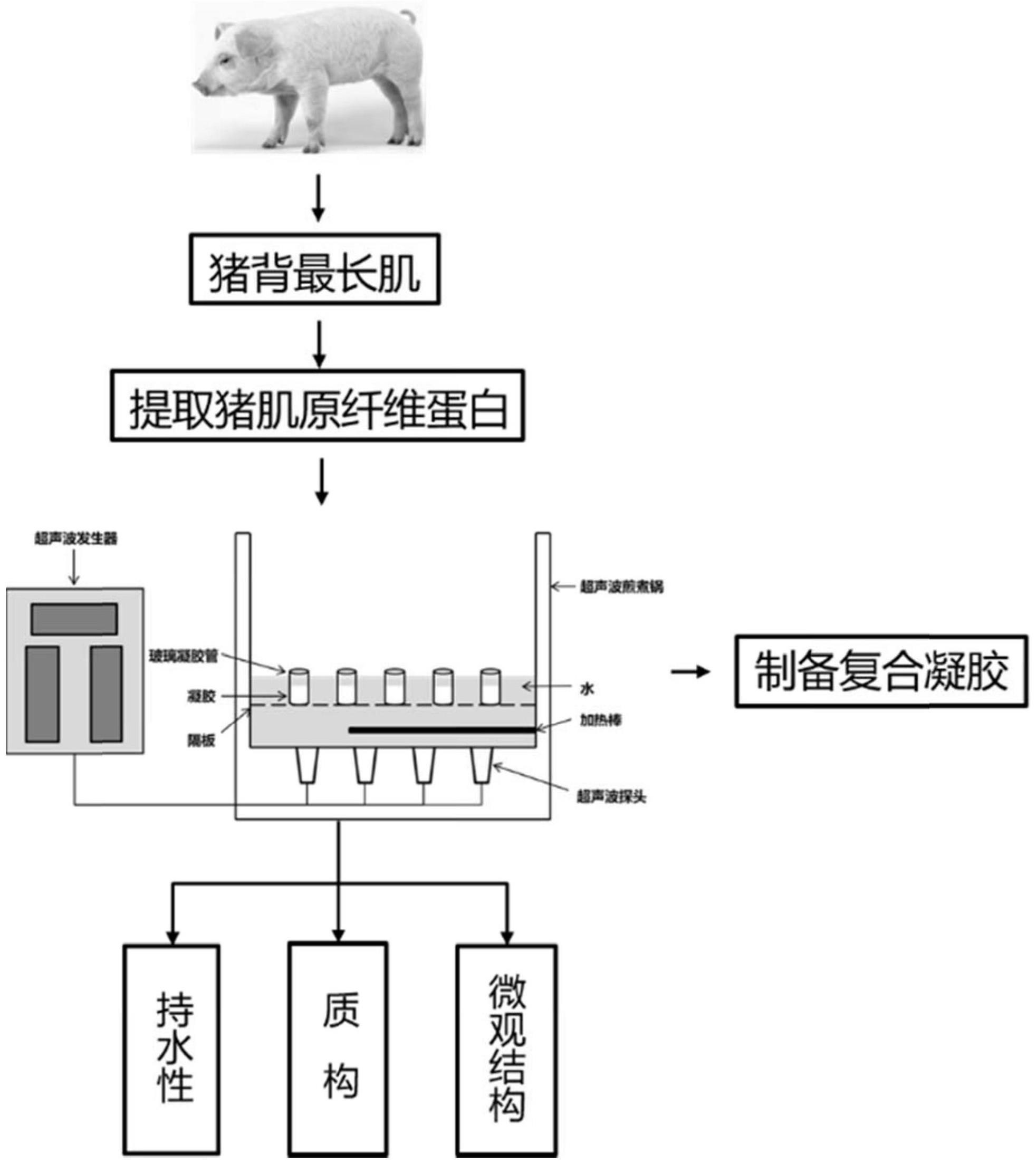 肌原纤维模式图图片