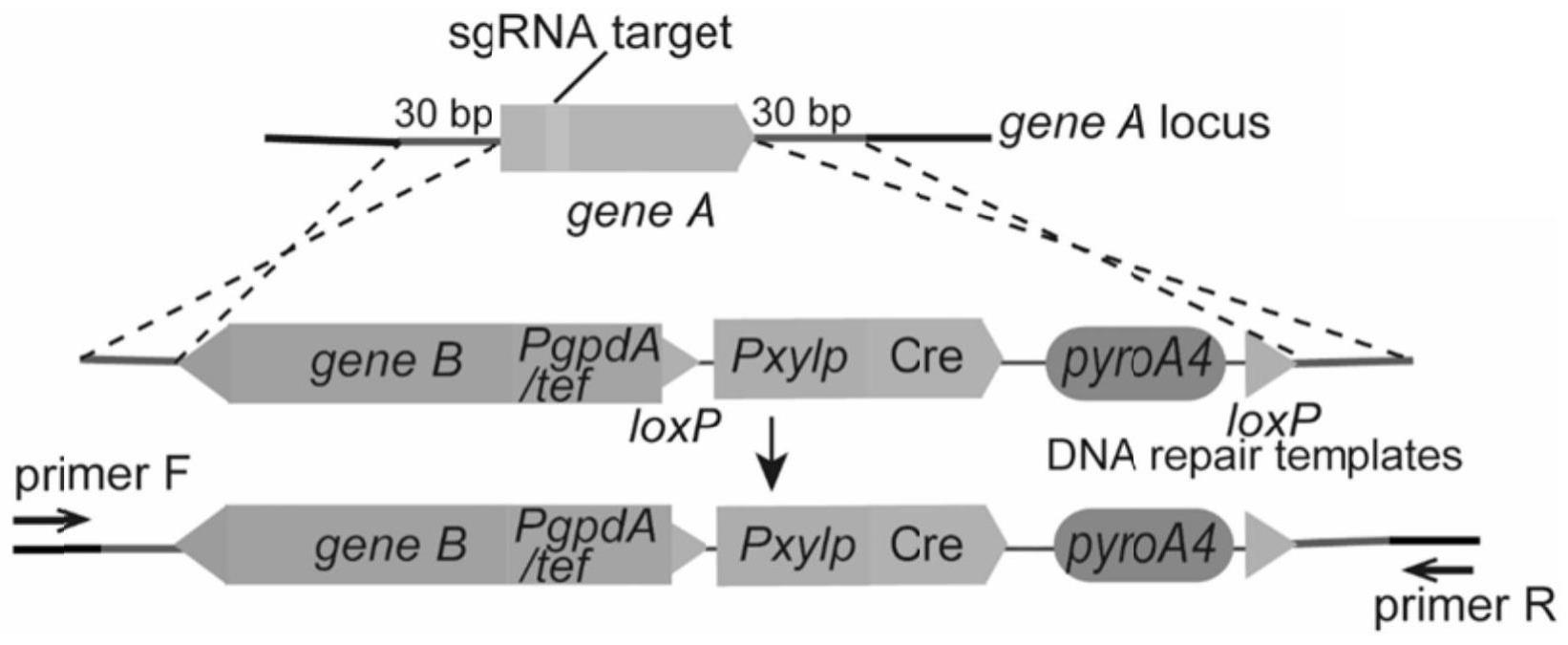 一种CRISPR-Cas9介导的同步双基因编辑系统及其在曲霉中的应用