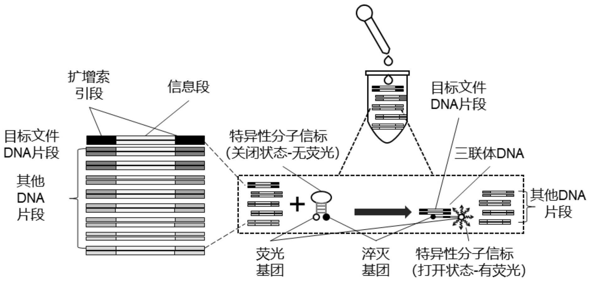 一种用于大规模DNA数据库随机读取的方法与流程