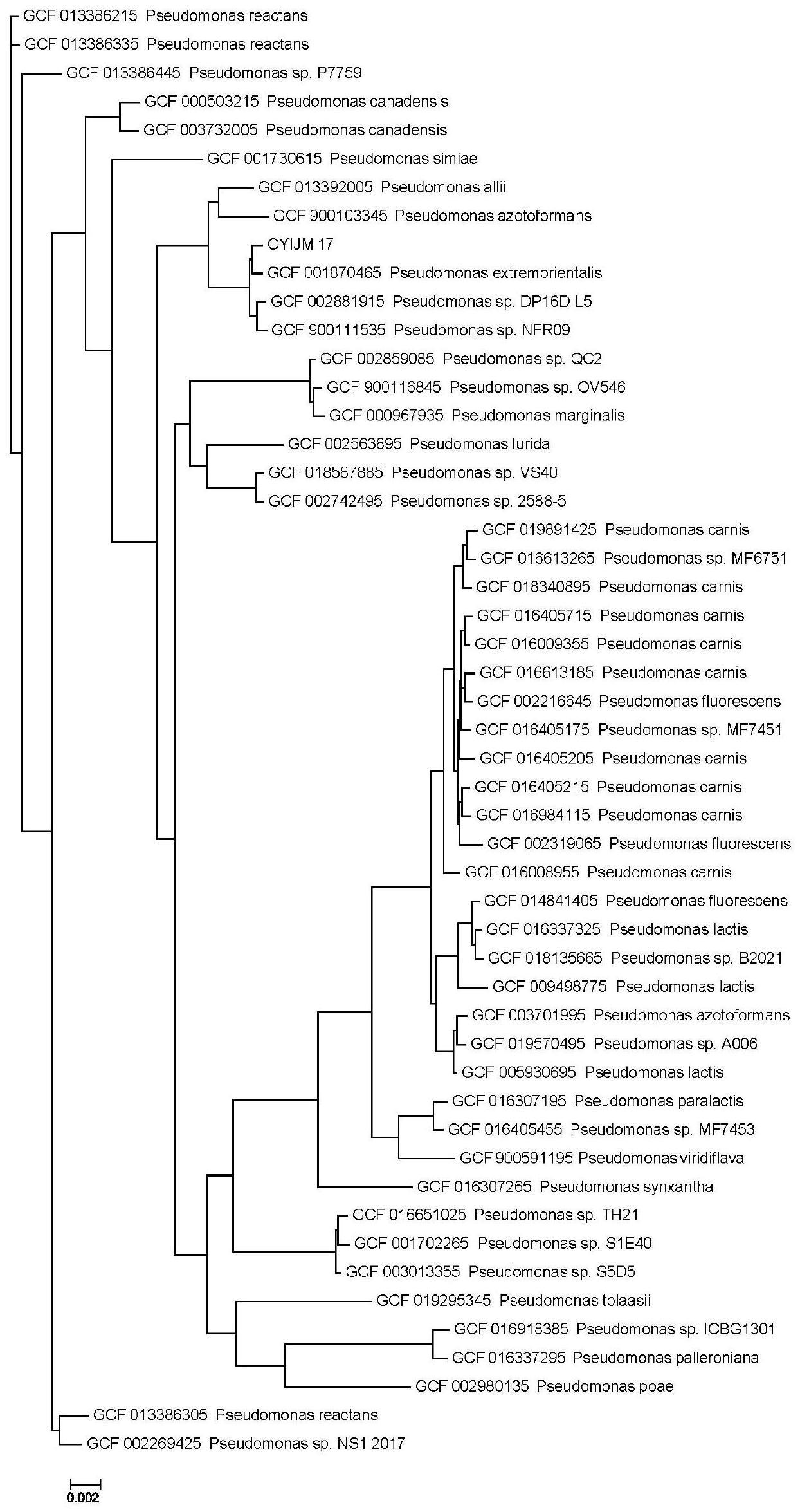 一株Pseudomonassp.CYIJM17及其应用和菌剂