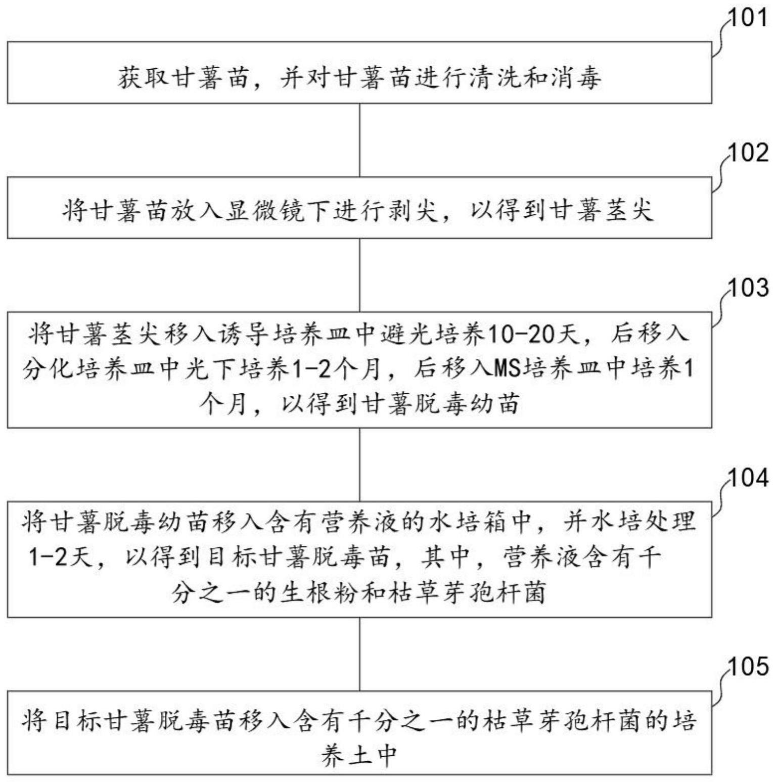 甘薯脱毒苗的移栽方法与流程