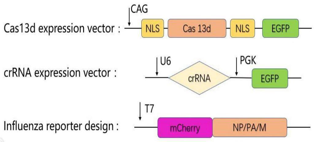 一种crRNA转录载体、CRISPR/Cas13d体系和RNA投送体系和应用