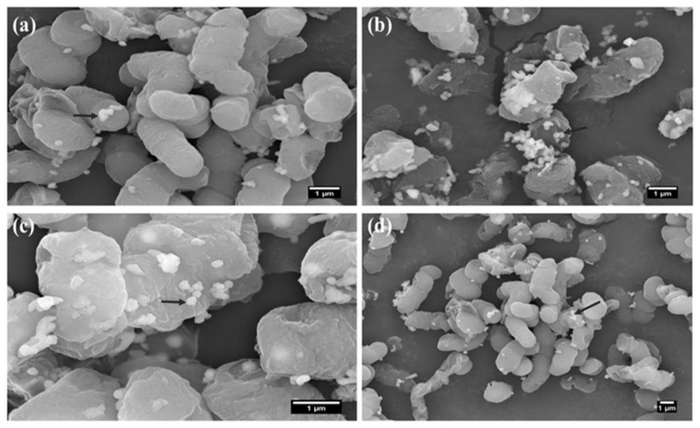 硒纳米颗粒的制备方法及其应用