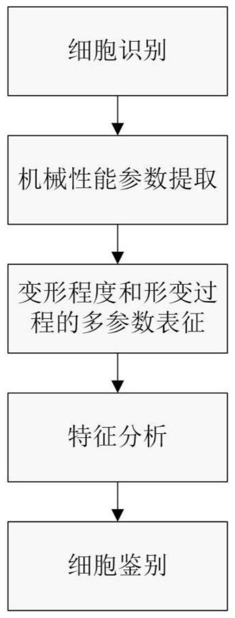 一种基于细胞机械性能多参数快速分析的细胞检测方法