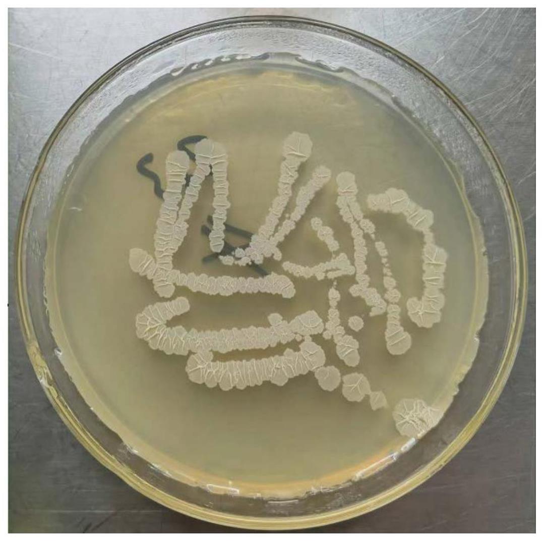 一种萎缩芽孢杆菌WLKYSY-4、生物菌剂及应用的制作方法