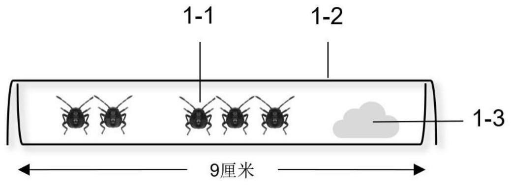 一种通过测定卵巢发育指标评估天敌对饲料生殖适应性的方法与流程