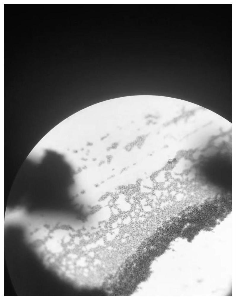 一种解淀粉芽孢杆菌及其培养方法和应用与流程