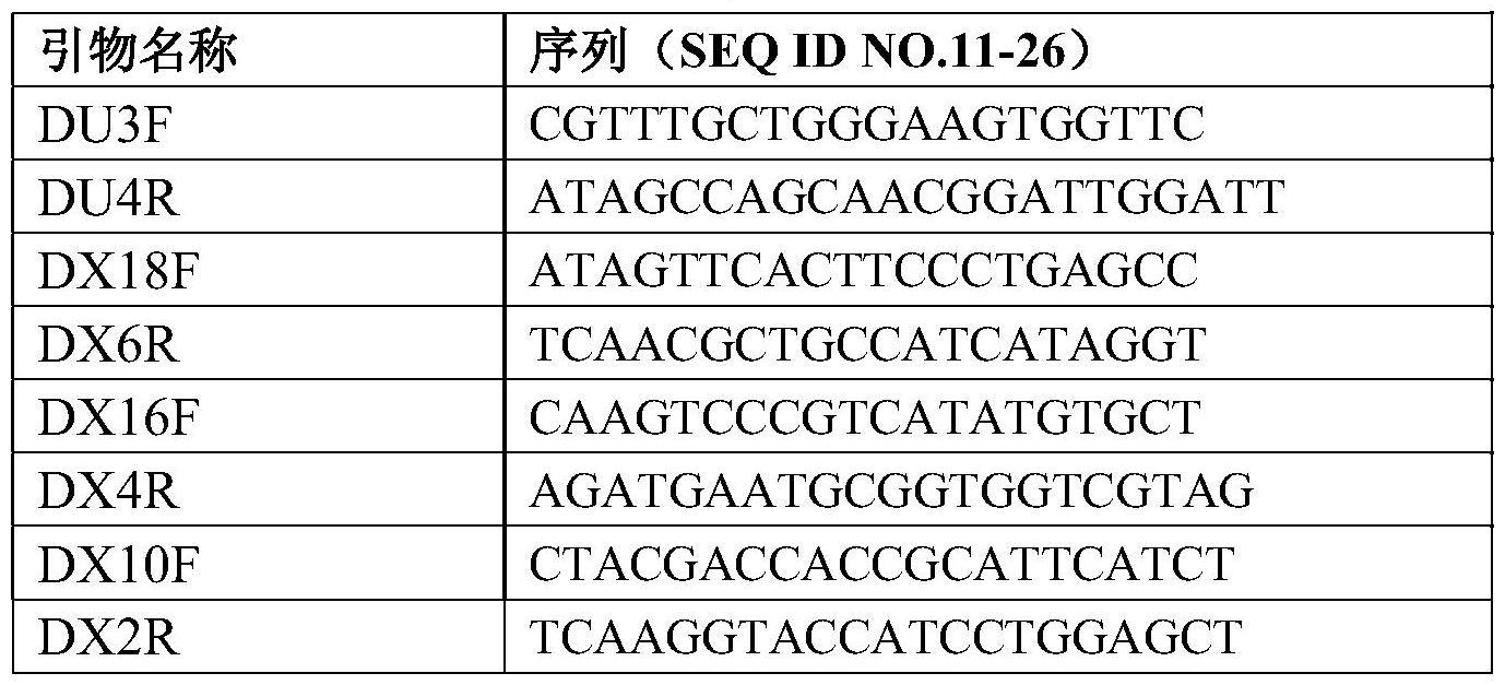 du1突变体及其编码基因、检测引物组合及应用