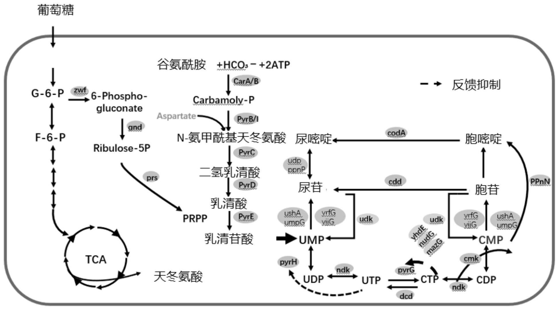 增强胞苷生产的方法及应用与流程