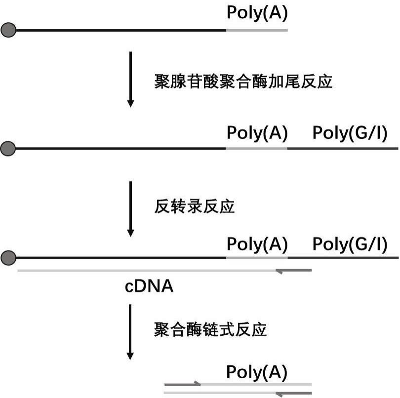 一种PolyA检测方法与流程