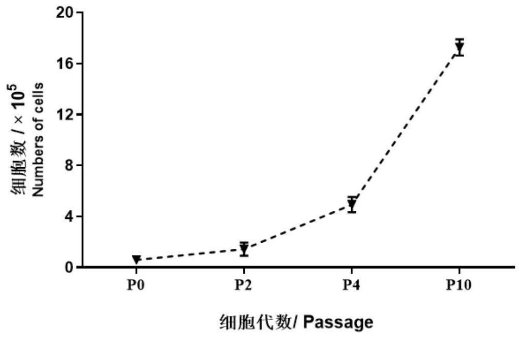 一种成年鸡卵原干细胞的体外分离培养方法及其应用