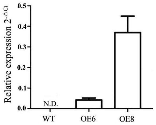 茶树硫酸盐转运体CsSULTR1;1基因的应用的制作方法