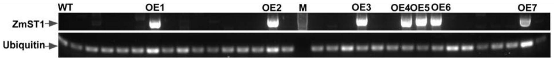 ZmST1蛋白及其编码基因在调控植物持绿性、抗病性和产量中的应用