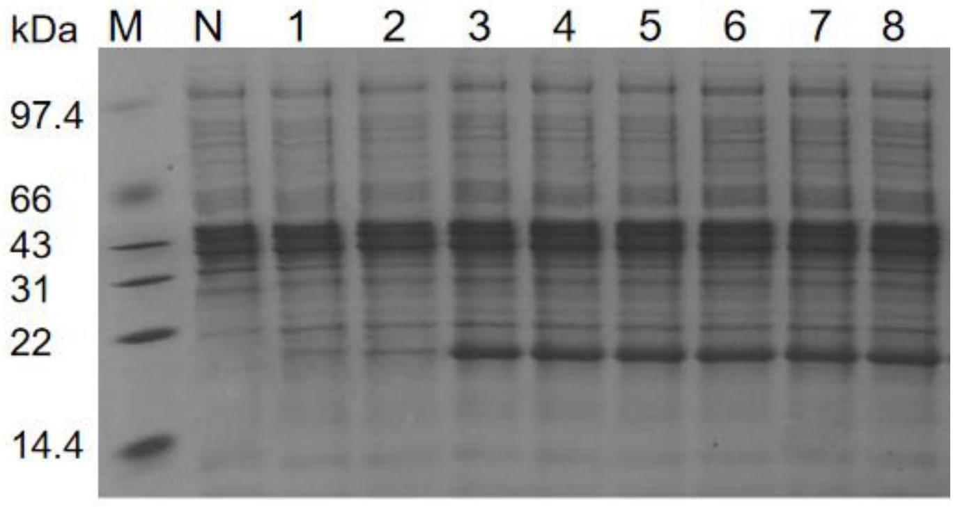 一种猫粒细胞集落刺激因子突变体以及聚乙二醇衍生物和应用的制作方法