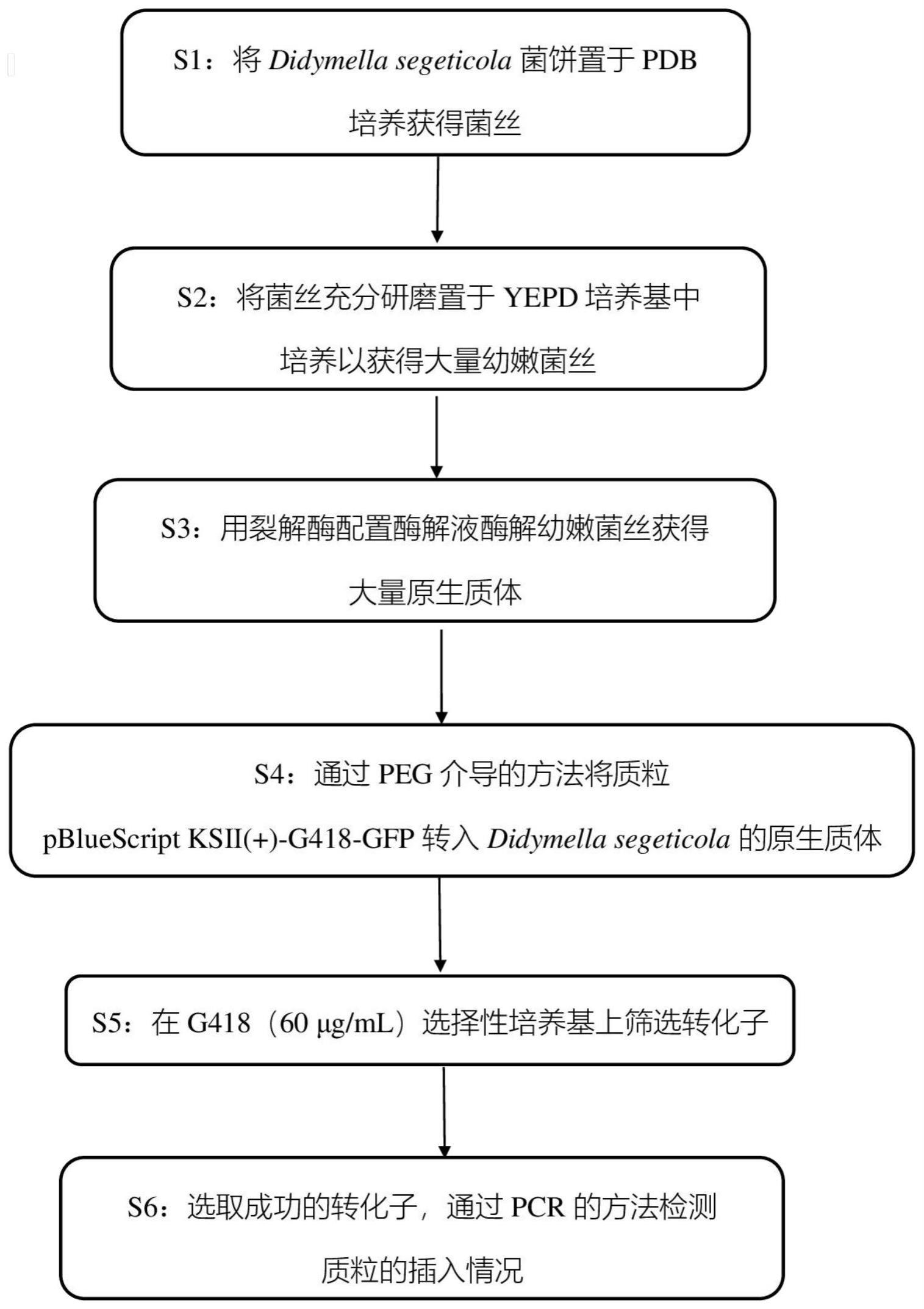 一种亚隔孢壳属真菌Didymellasegeticola原生质体的制备方法及遗传转化体系的构建方法