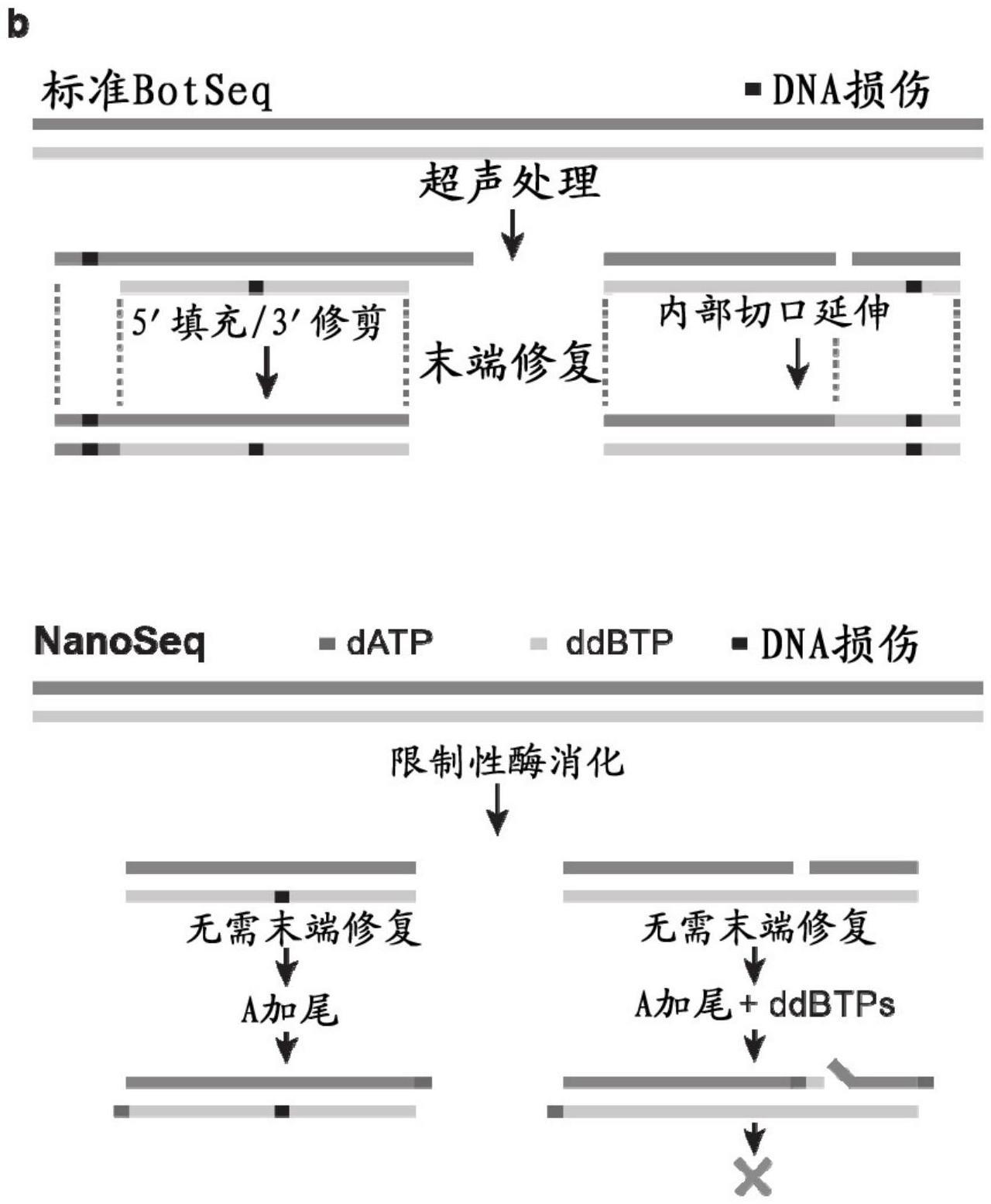 准确检测DNA单分子中突变的方法与流程