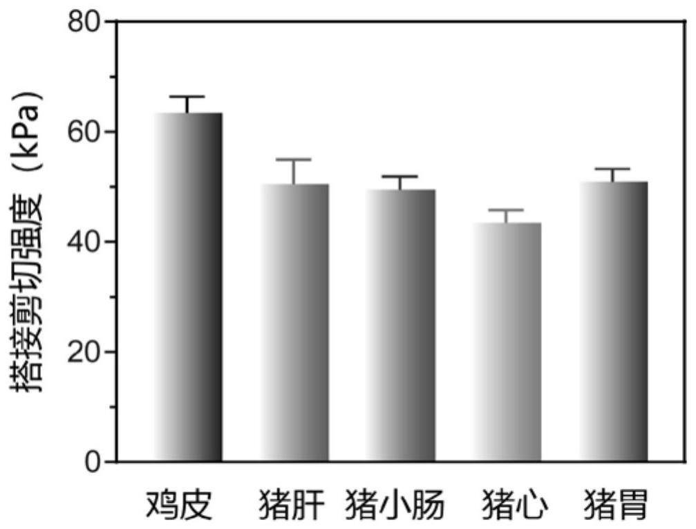 一种组织粘合剂及其制备方法和应用