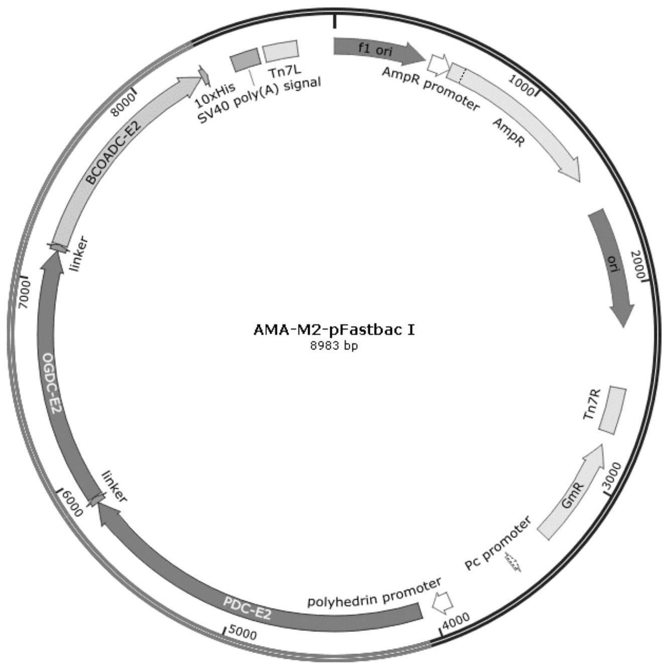 AMA-M2重组抗原及其制备方法与应用与流程