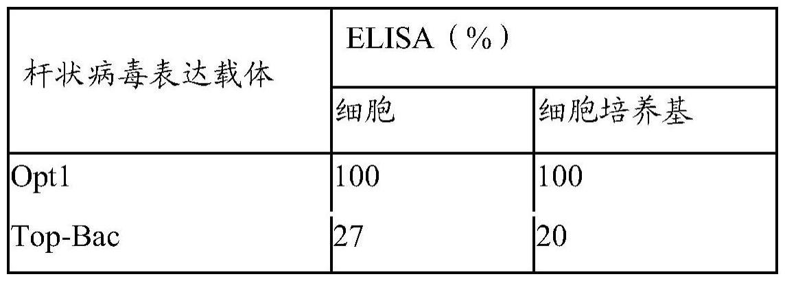 杆状病毒表达载体的制作方法