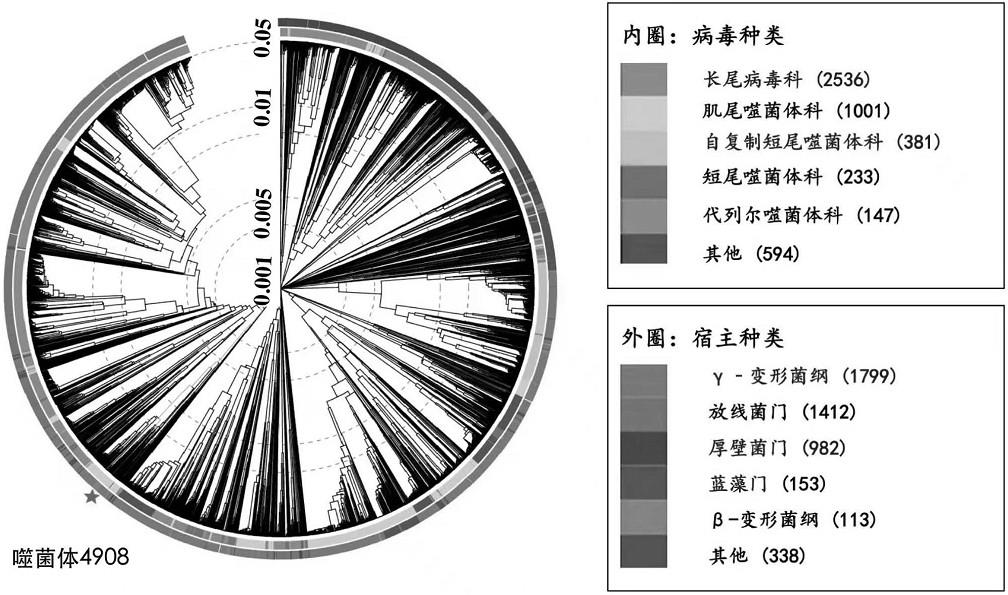 一种深渊盐单胞菌溶原性噬菌体及其分离方法和应用